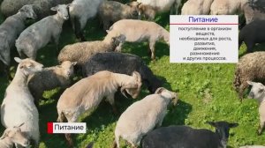 Жизнедеятельность организмов