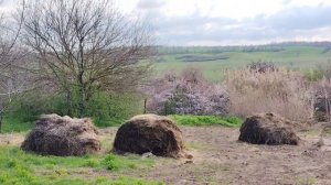 Цветёт форзиция, красота за селом, сходила в аптеку.