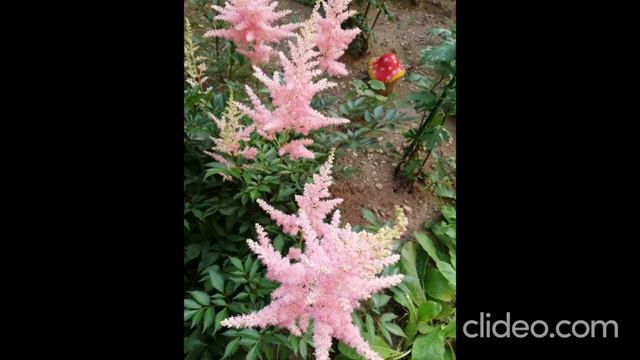 01758-Цветы_07.04.2026 г.