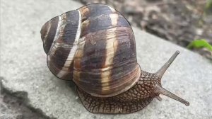 улитка - SD 480p