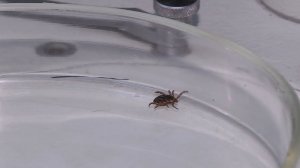 Как защититься от клещей? Советы от Роспотребнадзора