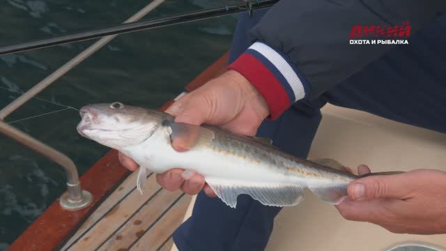 Рыбалка в Крыму.