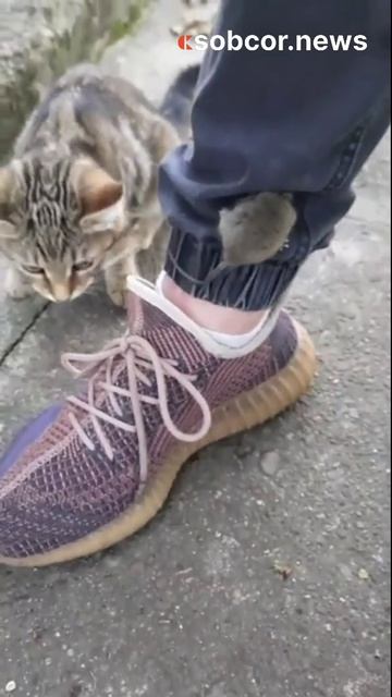 Кошки-мышки #юмор #прикол #животные #котики