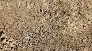 Сажаем газон прямо на сорняки