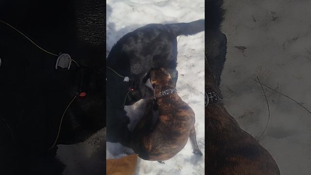 ВЕО  восточно европейская овчарка черная