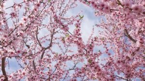 Весна, пробуждение, цветущий рай, музыка для сна и снятия усталости, пианино