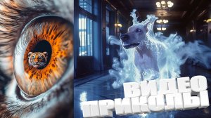 САМЫЕ СМЕШНЫЕ ВИДЕОПРИКОЛЫ ✅ ТОП ПРИКОЛОВ — ЭТО РЕАЛЬНО СМЕШНО 😆