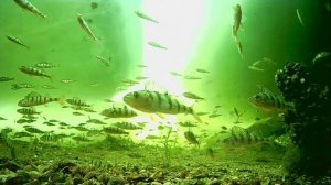 1000012990.mp4Волга гл.2м.08.04.2026г.