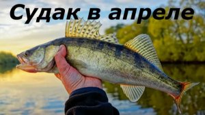 КАК ЛОВИТЬ СУДАКА В АПРЕЛЕ НА СПИННИНГ? МЕСТА И СНАСТИ ДЛЯ РЫБАЛКИ НА СУДАКА ВЕСНОЙ