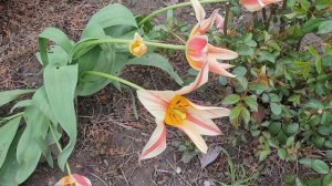 🌷 Тюльпаны и тюльпанчики ⚘️