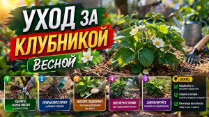 УХОД ЗА КЛУБНИКОЙ ВЕСНОЙ