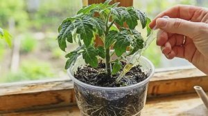 Одна правильная капля на литр воды превратит хилую рассаду в будущих рекордсменов по урожаю!
