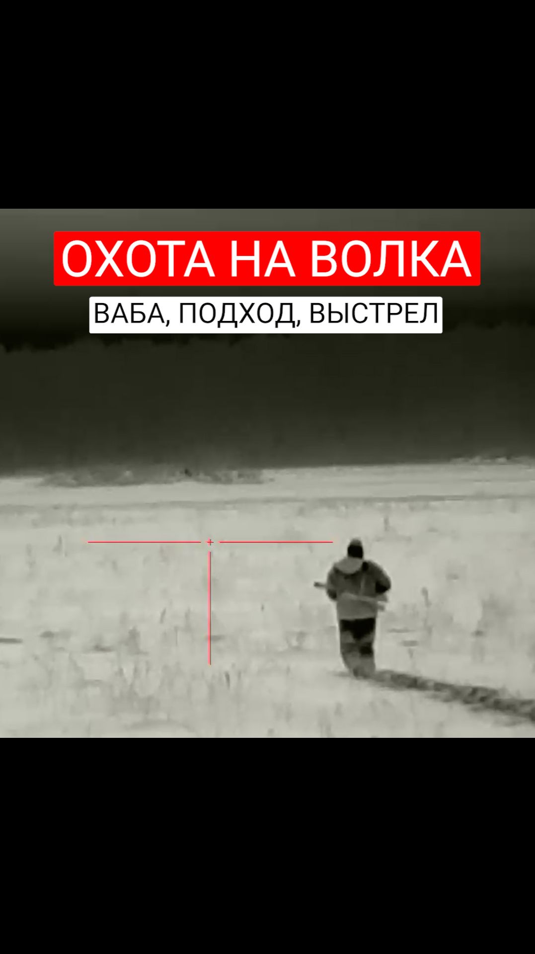 Охота на волка. Ваба, подход и выстрел. Добыли волчицу.