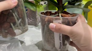 Быстрая пересадка орхидей во мху! Полив китайских орхидей во мху!