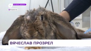 Молодым ученым из ТГМУ удалось восстановить зрение подопытному кролику