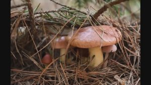 Столько рыжиков еще не собирал! Рыжики и маслята в еловых посадках. Август 2019