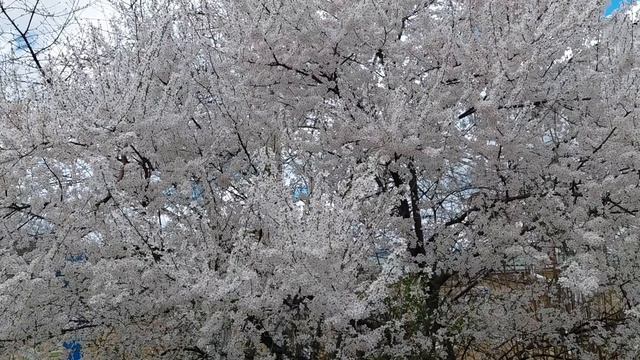 Весенний Железноводск  глазами жены  26 г.