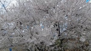 Весенний Железноводск  глазами жены  26 г.