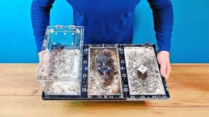 Такого огромного формикария у меня еще не было! Тропические муравьи Myrmicaria brunnea!