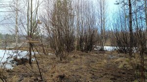 Ловля птиц 4 апреля