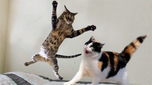 Смешные и забавные животные 😻😺 Лучшие приколы с животными 🐶 Подборка забавных животных