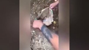 Видео от КРОКОДИЛ