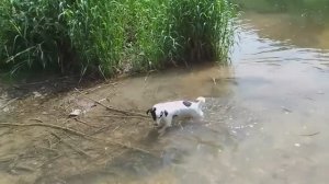 Ласковые воды Дуная