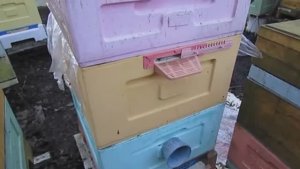 апрель и пчелы, ранний трутень, борьба с клещем и магазины под мед , 8.04.2026