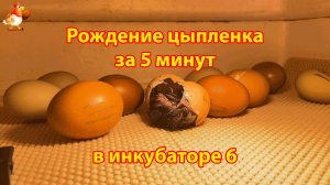 Рождение цыпленка за 5 минут в инкубаторе 6
