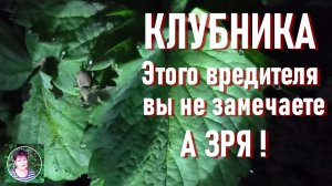 Листовой долгоносик на клубнике опасен вдвойне признаки поражения Подробно о методе борьбы