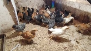 08-04-2026 Вы будите ругаться / печенье с реккотой.