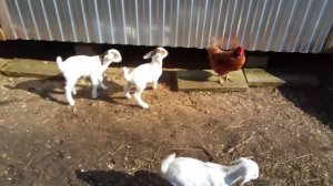 Козлята на прогулке