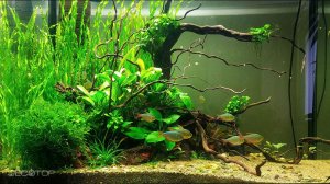 Акваскейп  * Фотографии ТАКАШИ АМАНО