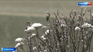 На Ставрополье из-за заморозков объявили режим повышенной готовности