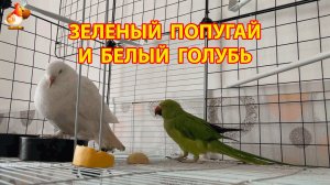 Зеленый попугай и белый голубь – лучшие друзья (1)