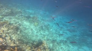 Каранксы внимательно патрулируют свою территорию.