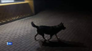 Уфимцы пожаловались на отсутствие освещения в парке культуры и отдыха имени Мажита Гафури