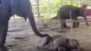 Даже слонята не хотят рано просыпаться