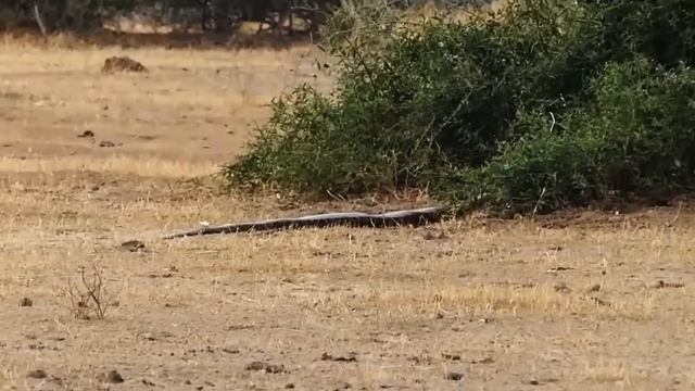 МЕДОЕД  отмороженный брат РОСОМАХИ!