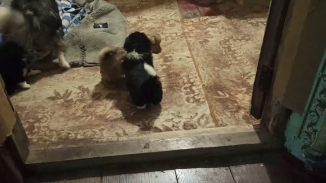 20 января 2024 г.Мой дом.Установили входную дверь.