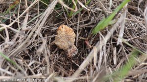 Появились степные сморчки