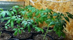 Сроки высадки рассады томатов в теплицу.Когда рассада готова к высадке?