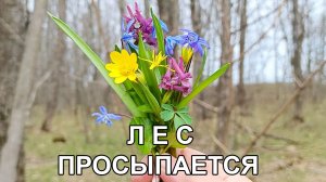 Пасека. Лес просыпается.