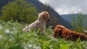 Ягнëнок и 100 апельсинов Приготовление ягнëнка в деревне  Азербайджана вкусные рецепты