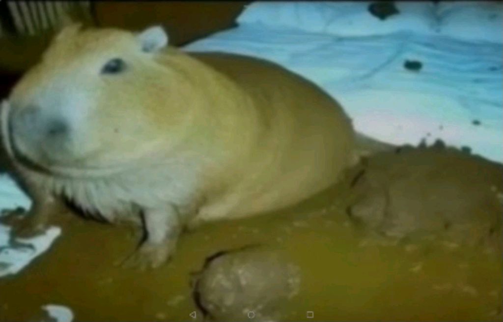 стрим обосрим почистим