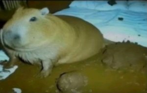 стрим обосрим почистим