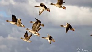 Сегодня в рассвет жизни смотрю.