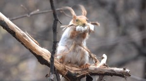 Как белка дерёт лыко. Зарисовка