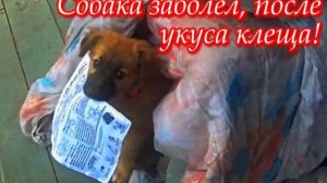 Что делать если заболела собака, после укуса клеща! Цены на лечения собак. Что помогает от клещей.