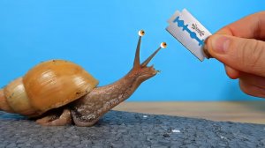 Улитка ахатина против лезвия бритвы! Я должен это проверить!